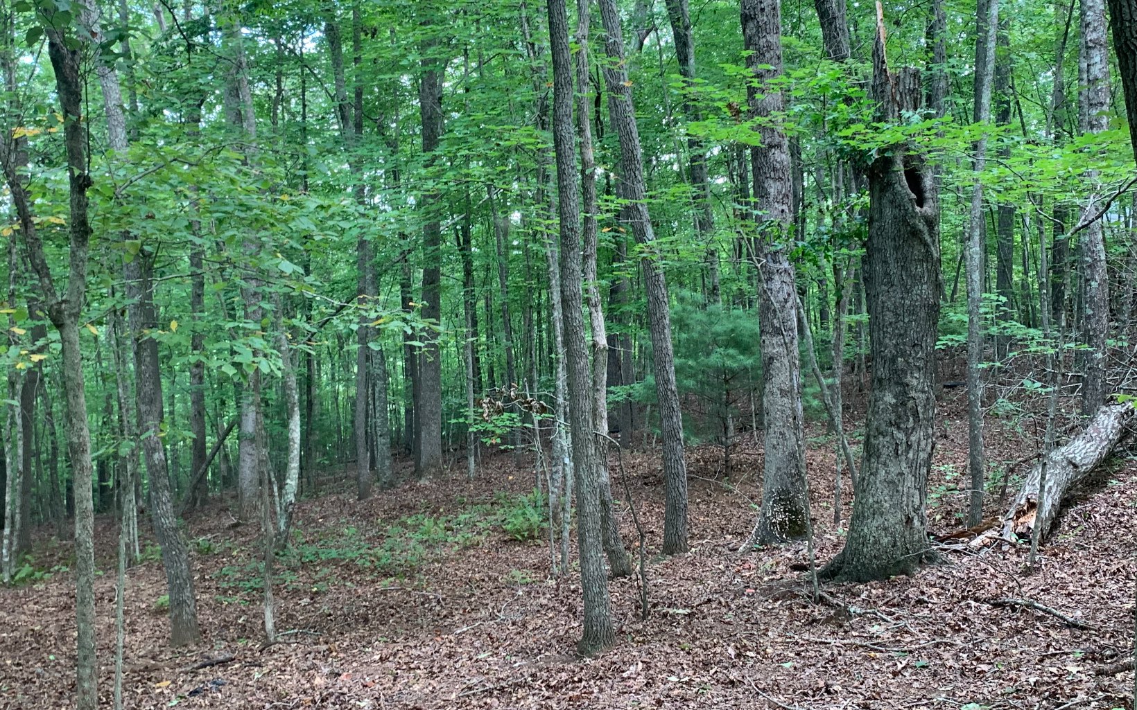 39 Timber Lake Road Blue Ridge, GA 30513 - Photo 3 of 13 a view of a forest