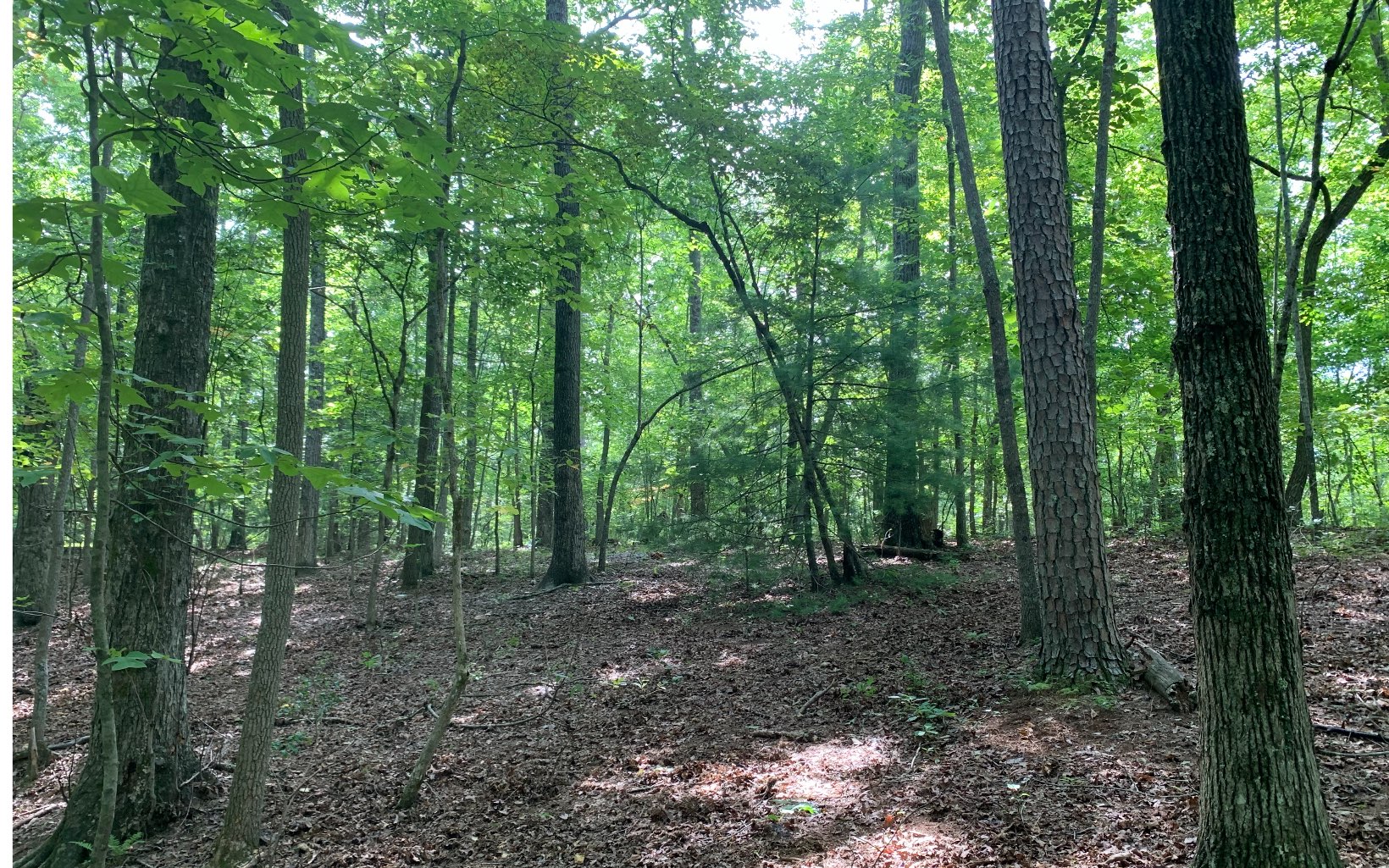39 Timber Lake Road Blue Ridge, GA 30513 - Photo 6 of 13 a view of a forest that has large trees