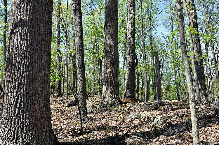 100 Baker Mountain Road Union, WV 24983 - Photo 7 of 52 Gallery Image 7