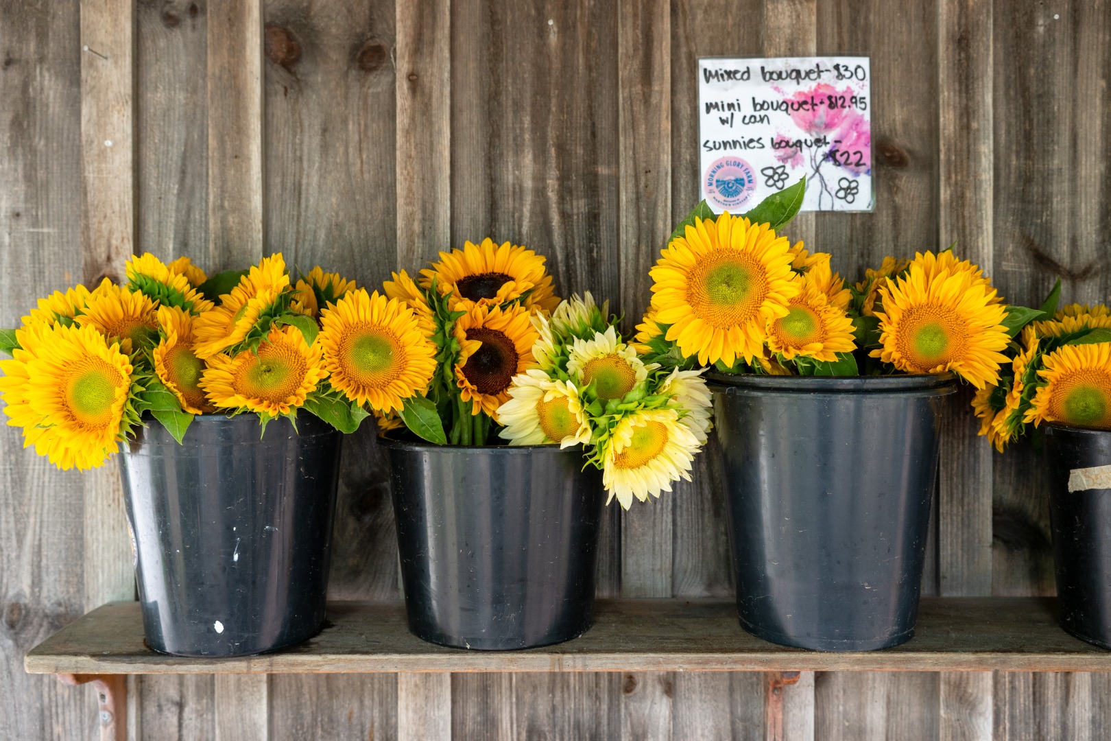 9 Marthas Road Edgartown, MA 02539 - Photo 19 of 22 Morning Glory Farm