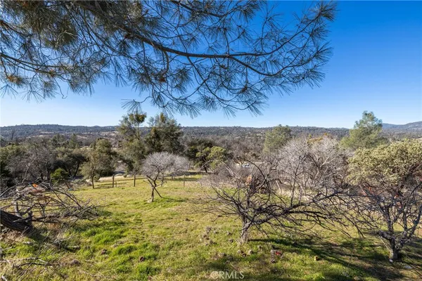a view of a yard with a tree