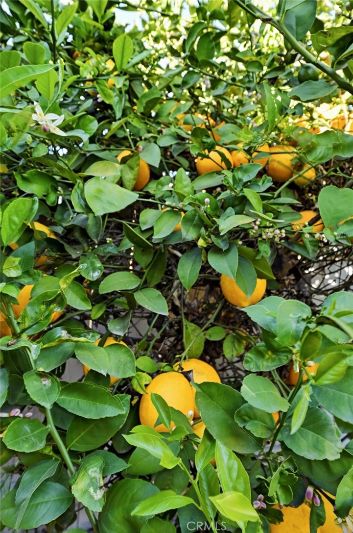 421 Sycamore Avenue Brea, CA 92821 - Photo 40 of 47