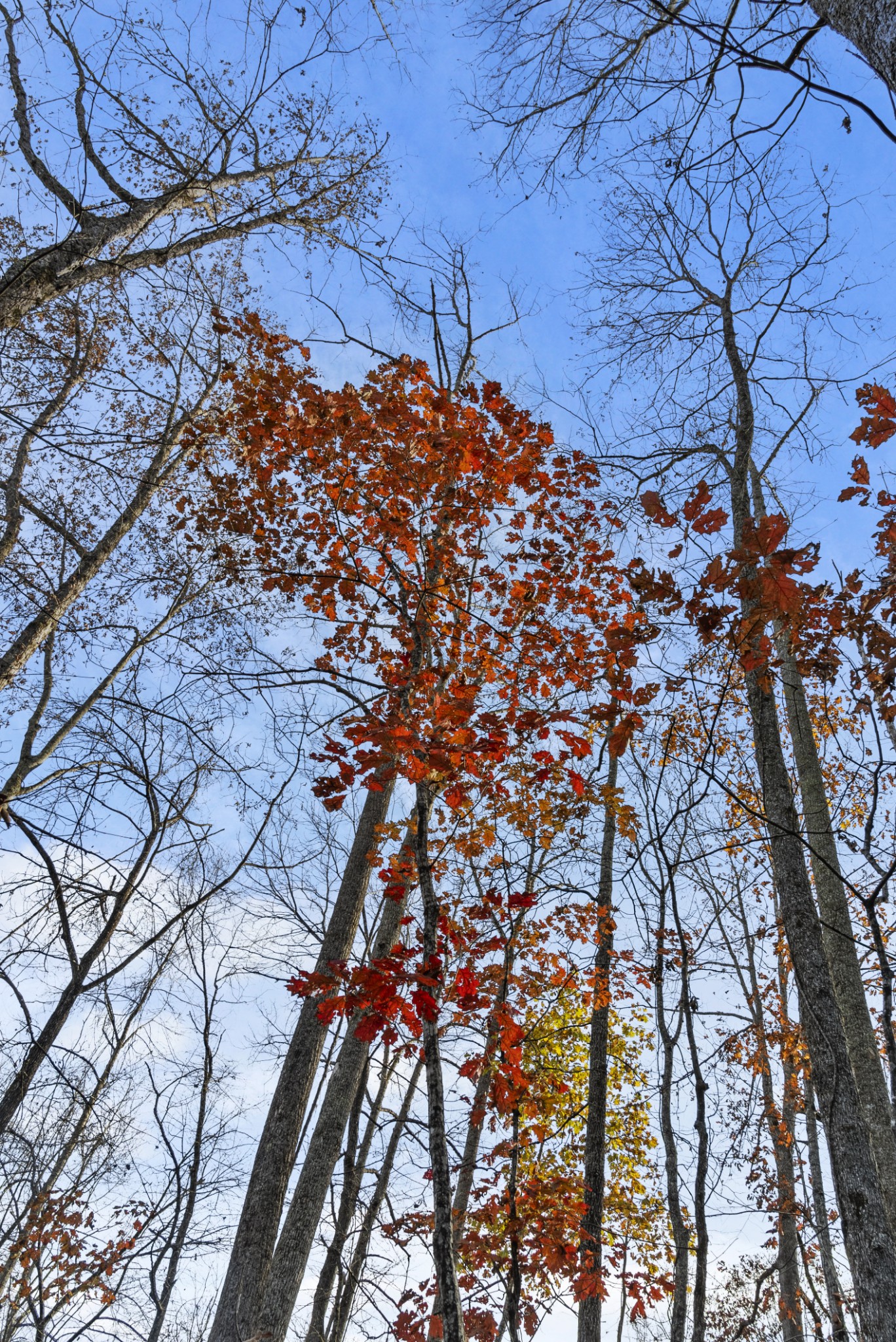 0 Slate Lick Road London, KY 40741 - Photo 20 of 35 a picture of tree