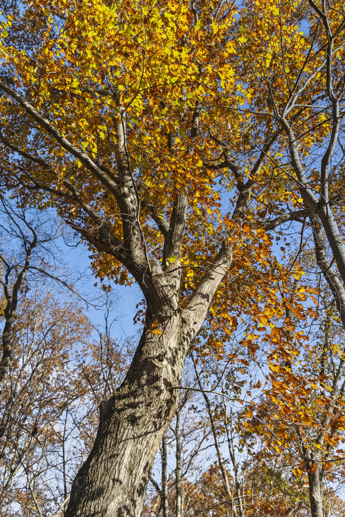 0 Slate Lick Road London, KY 40741 - Photo 26 of 35 a picture of tree