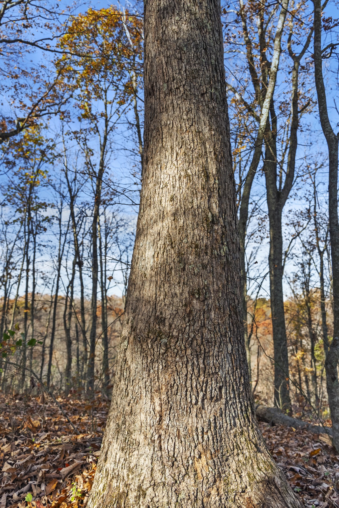0 Slate Lick Road London, KY 40741 - Photo 27 of 35 a picture of trees with some trees
