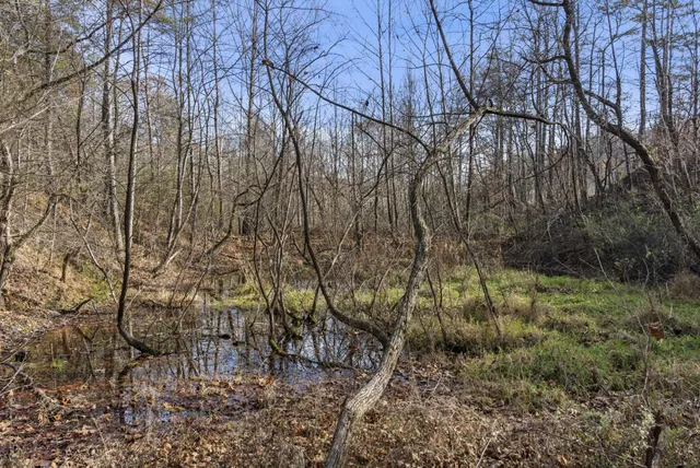 a big yard with lots of green space and plants