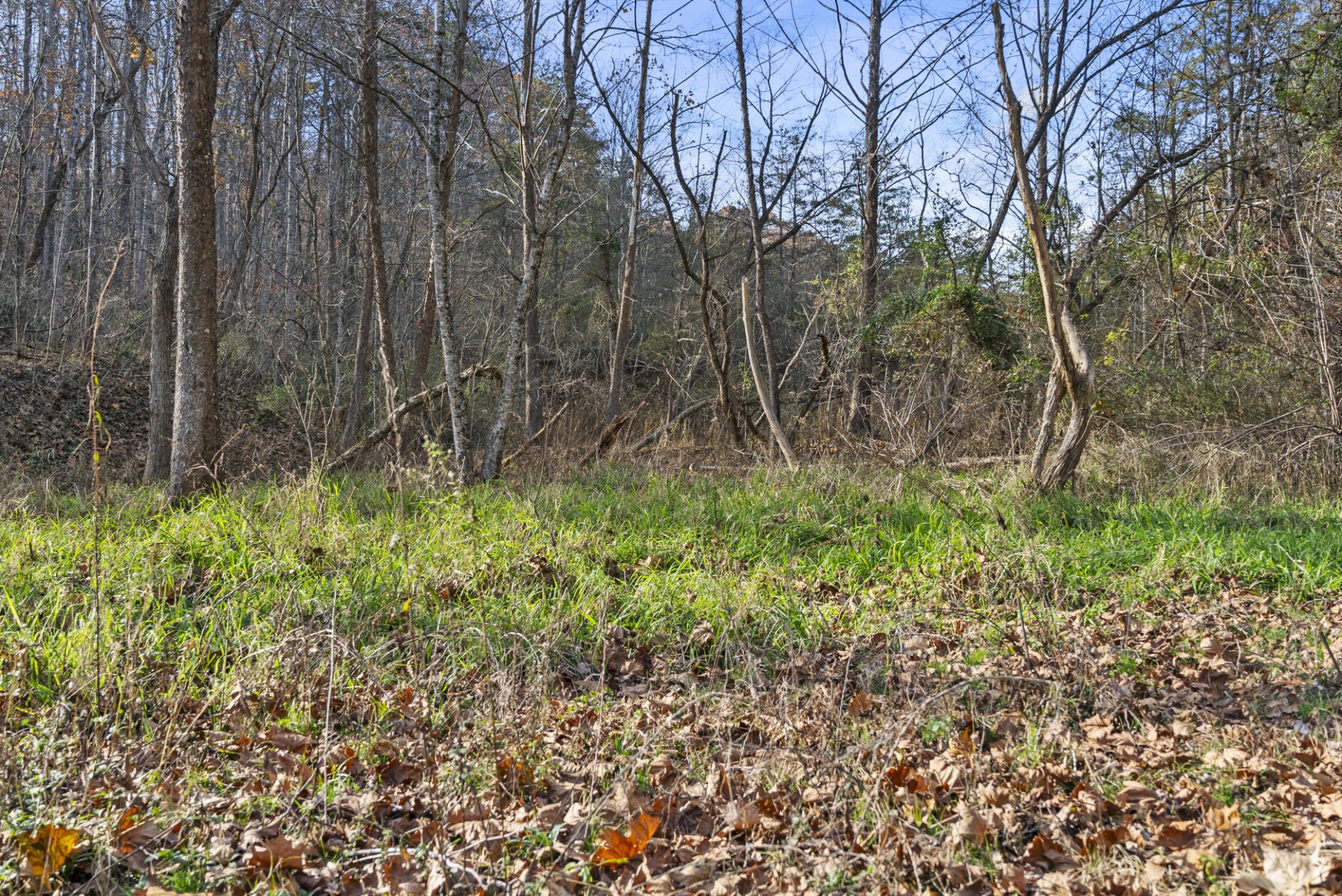 0 Slate Lick Road London, KY 40741 - Photo 32 of 35 a big yard with lots of green space and plants