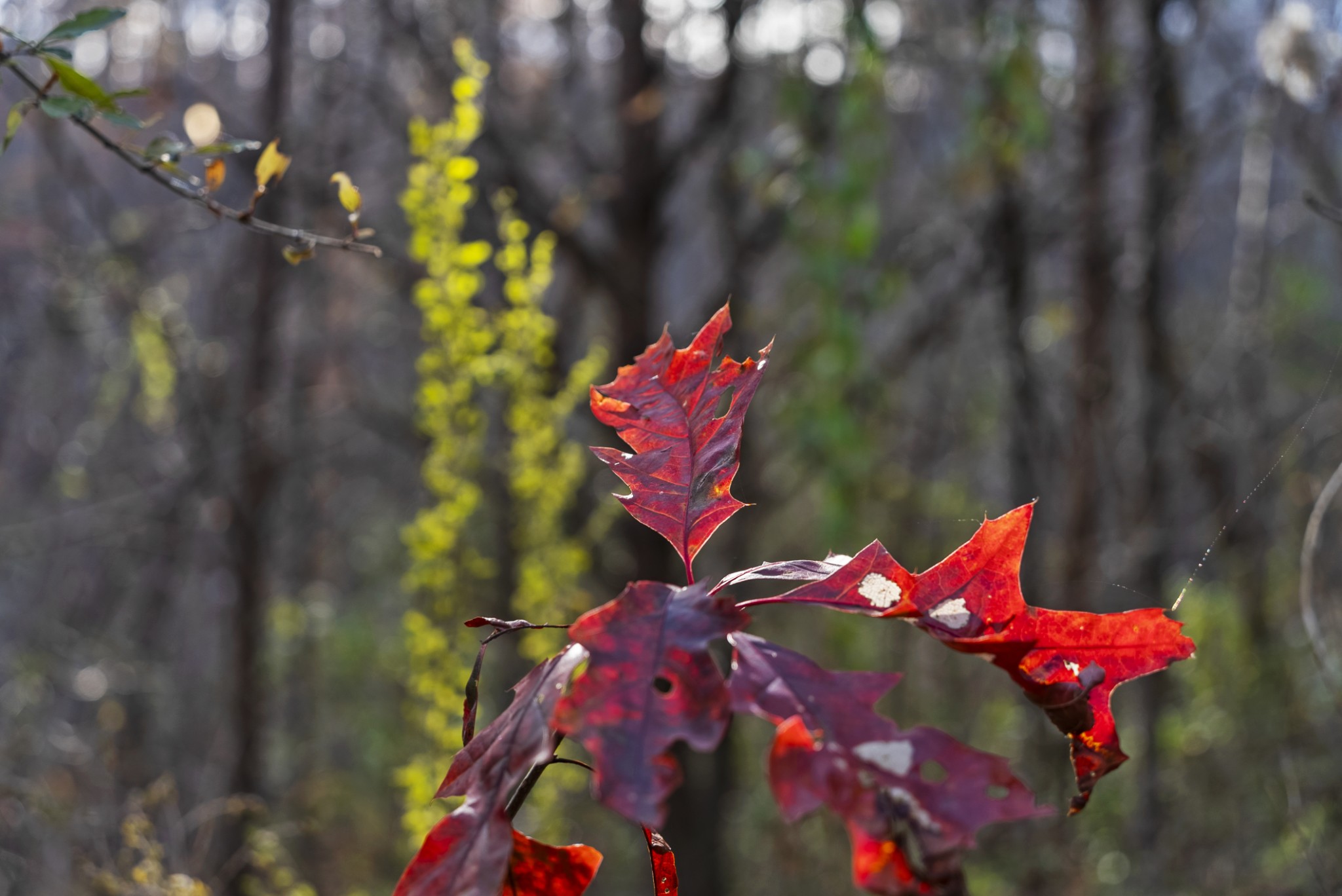 0 Slate Lick Road London, KY 40741 - Photo 33 of 35 a view of a yard