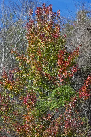 a view of a chandelier in a room