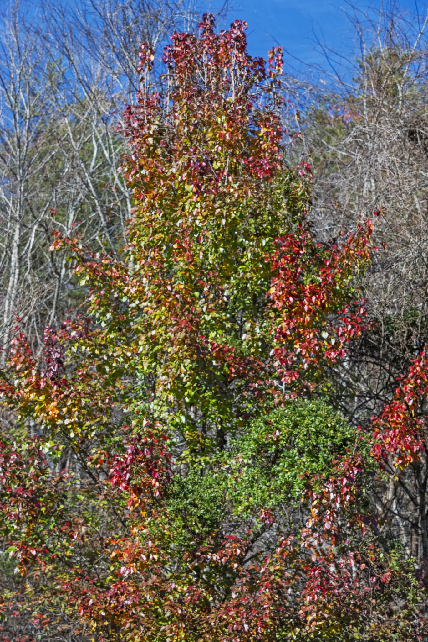0 Slate Lick Road London, KY 40741 - Photo 34 of 35 a view of a plants