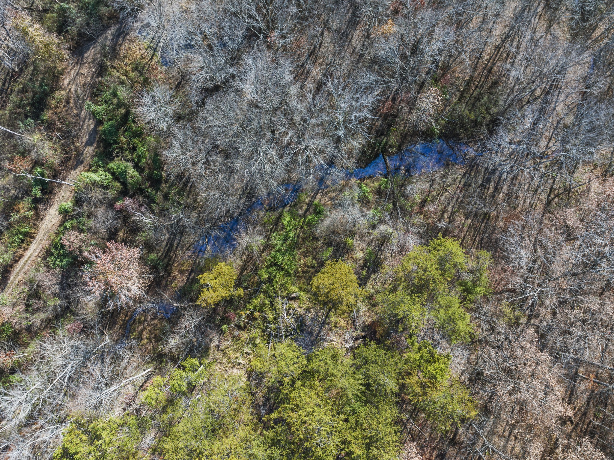 0 Slate Lick Road London, KY 40741 - Photo 5 of 35 a view of a plants in middle of forest