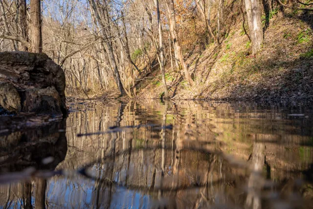 a backyard of a house with lots of trees