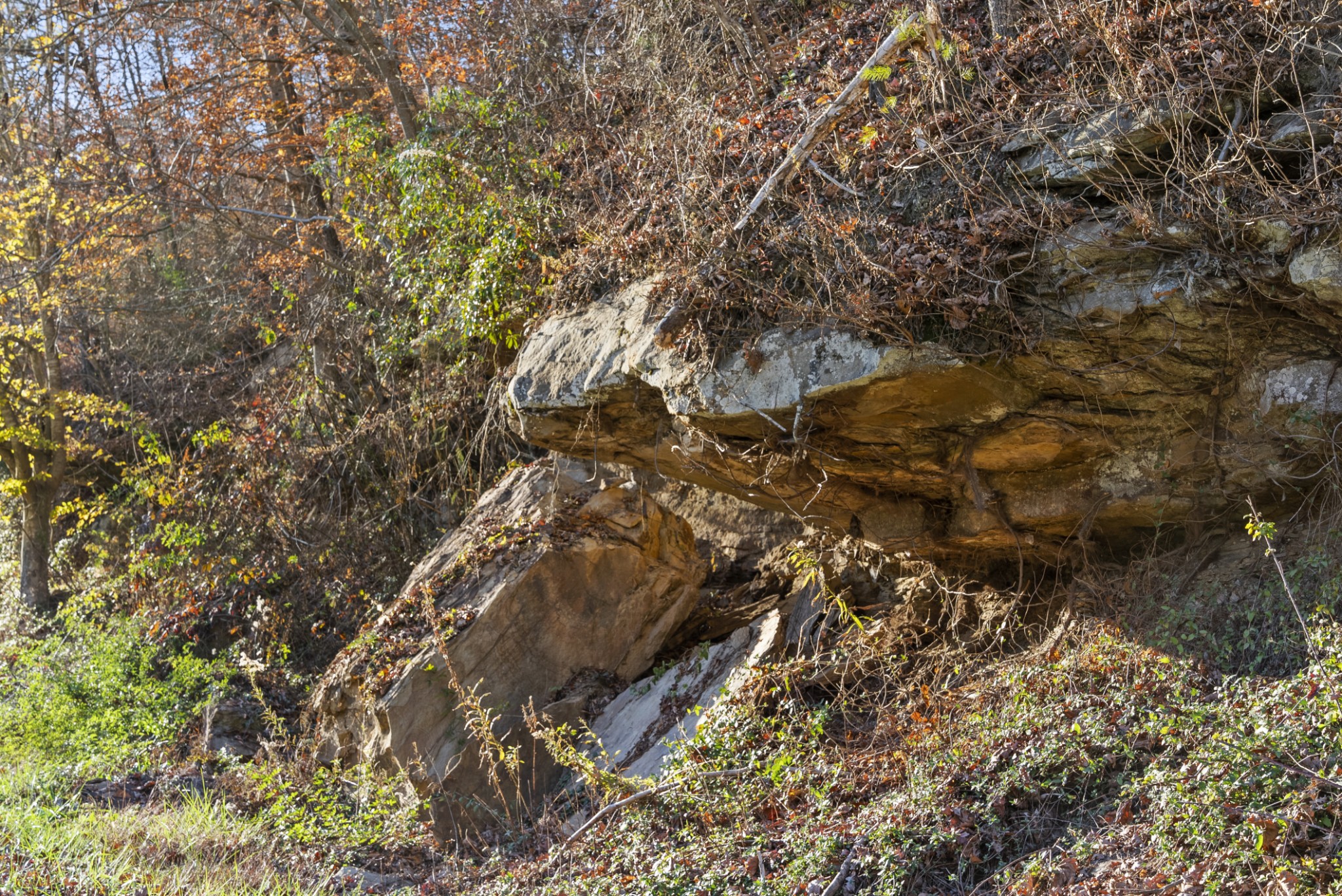 0 Slate Lick Road London, KY 40741 - Photo 8 of 35 a view of a tree