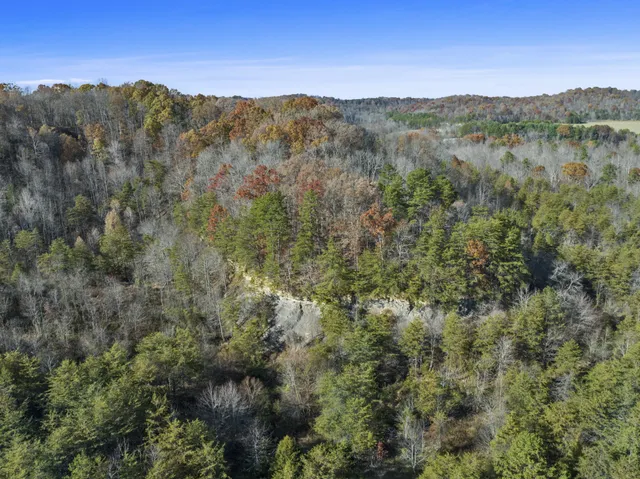a view of a forest with mountains in the background