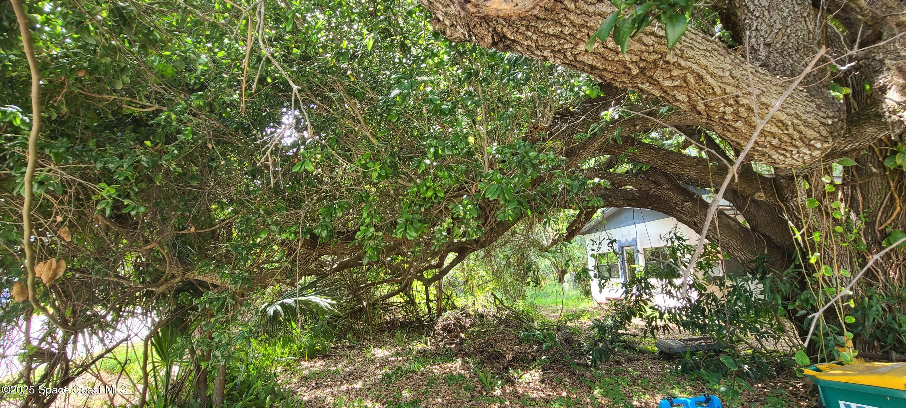 920 Malabar Road Malabar, FL 32950 - Photo 2 of 11 a view of yard