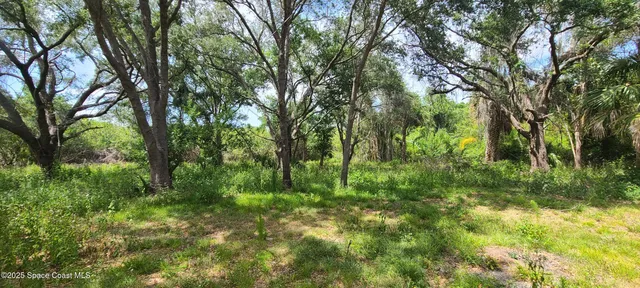 a view of lush green forest