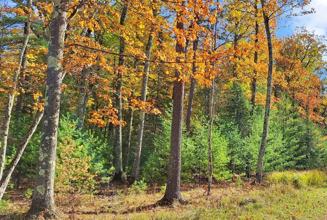$65,000 | Lot 5 Raspberry Trail, La Pointe, WI 54850