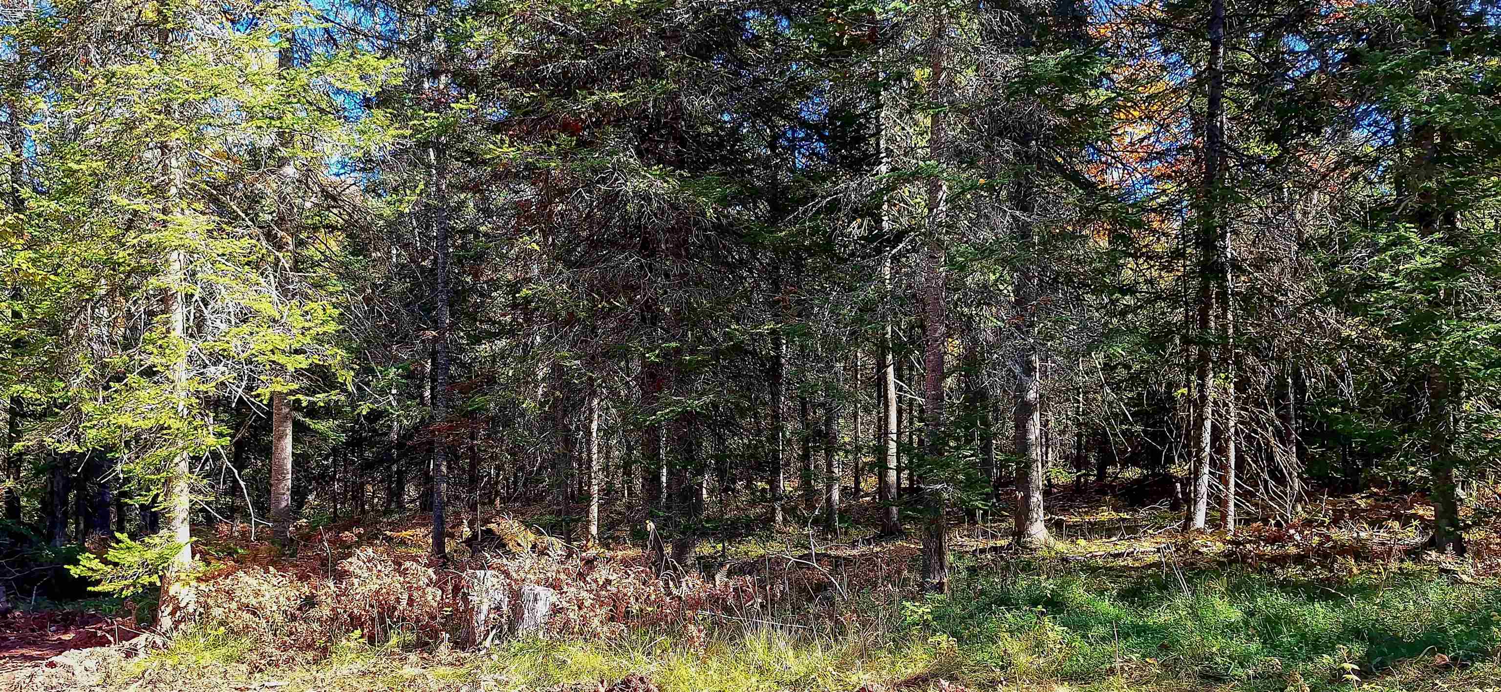 Lot 5 Raspberry Trail La Pointe, WI 54850 - Photo 6 of 8