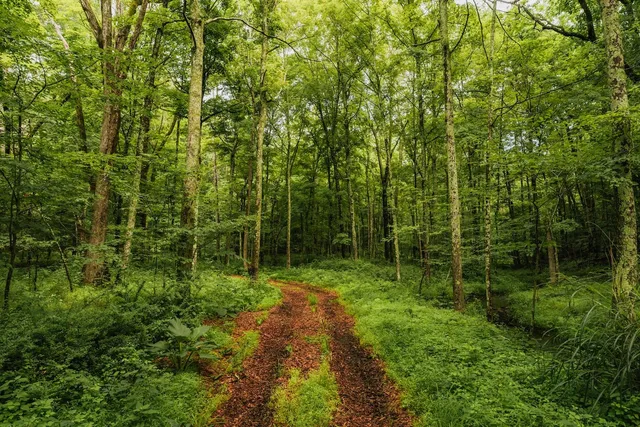 a view of outdoor space and garden