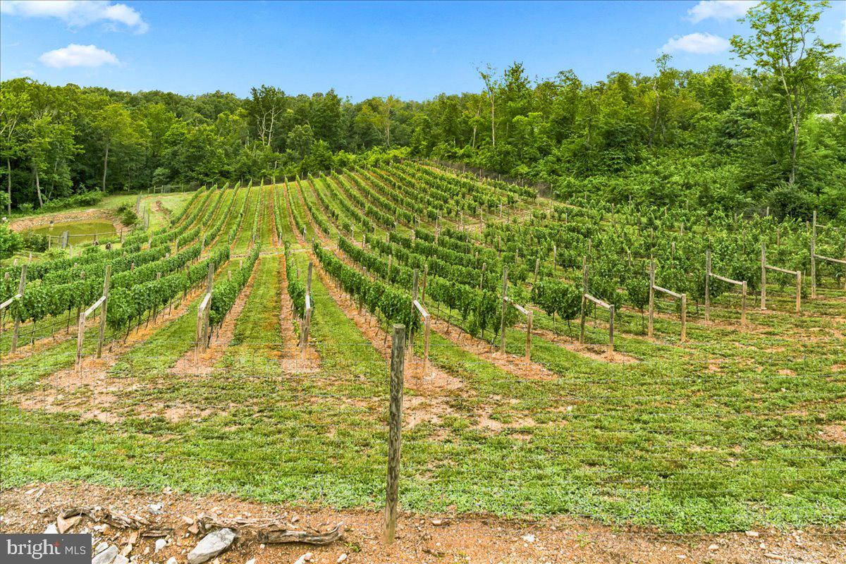 1309 Redland Road Cross Junction, VA 22625 - Photo 81 of 84