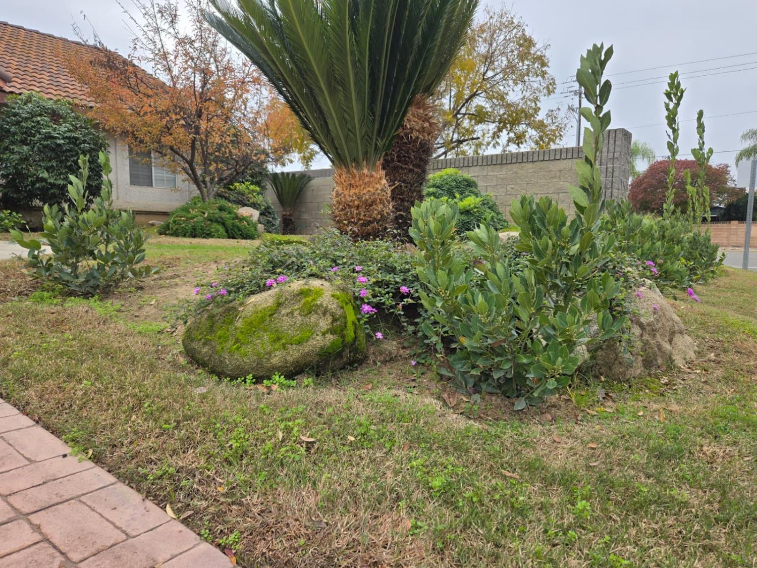 2645 Fowler Avenue Clovis, CA 93611 - Photo 2 of 11 a view of backyard with plants and large trees