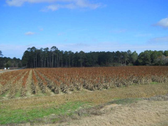 0 Turner & Lanier Road Coolidge, GA 31738 - Photo 1 of 1 Main View