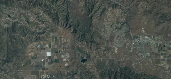 a view of a forest with a tree