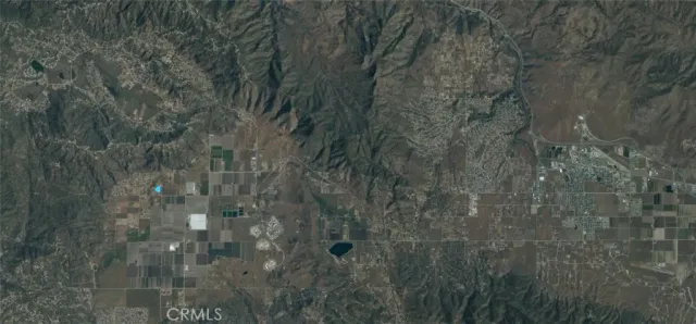 a view of a forest with a tree