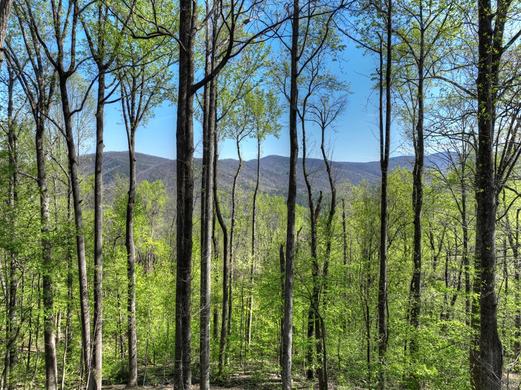 1831 Walnut Ridge Ellijay, GA 30536 - Photo 45 of 49 Mountain views