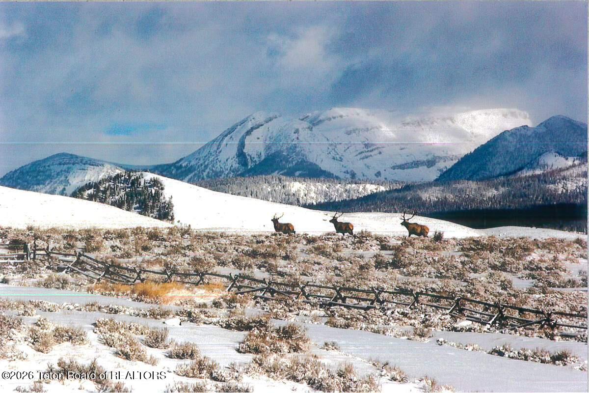 41 Marsh Creek Road Cora, WY 82925 - Photo 42 of 53 Elk in winter