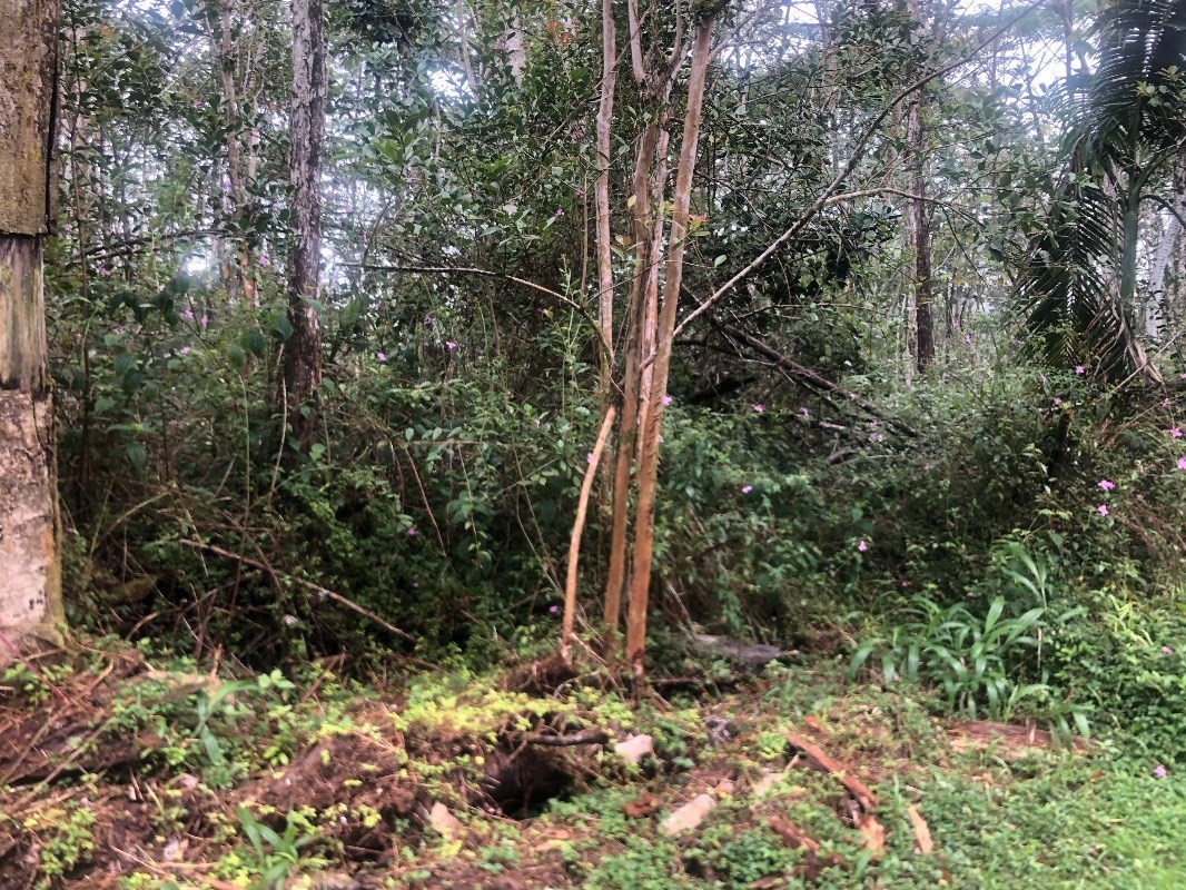755 Church Road Pahoa, HI 96778 - Photo 2 of 6 Gallery Image 2