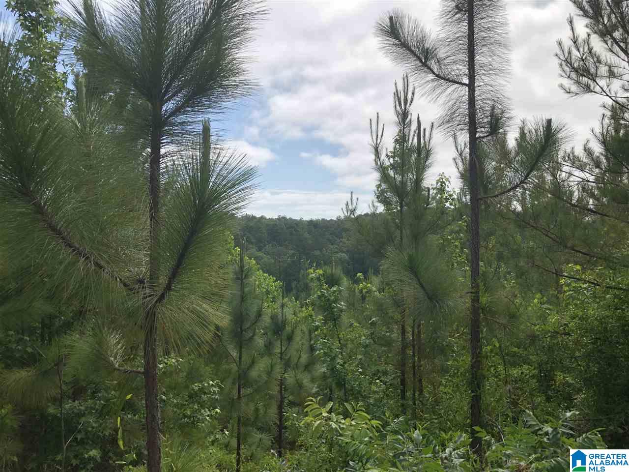 119-acres Double Branch Road, Unit 119 ACRES Marion, AL 36756 - Photo 19 of 26