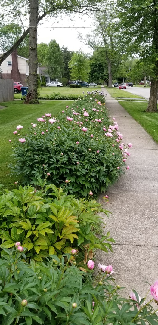4255 149th Street Midlothian, IL 60445 - Photo 38 of 51