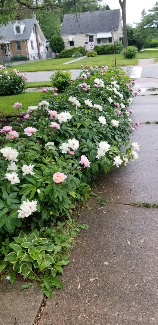 4255 149th Street Midlothian, IL 60445 - Photo 49 of 51