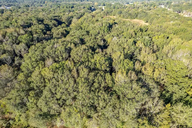 a view of a forest with a tree