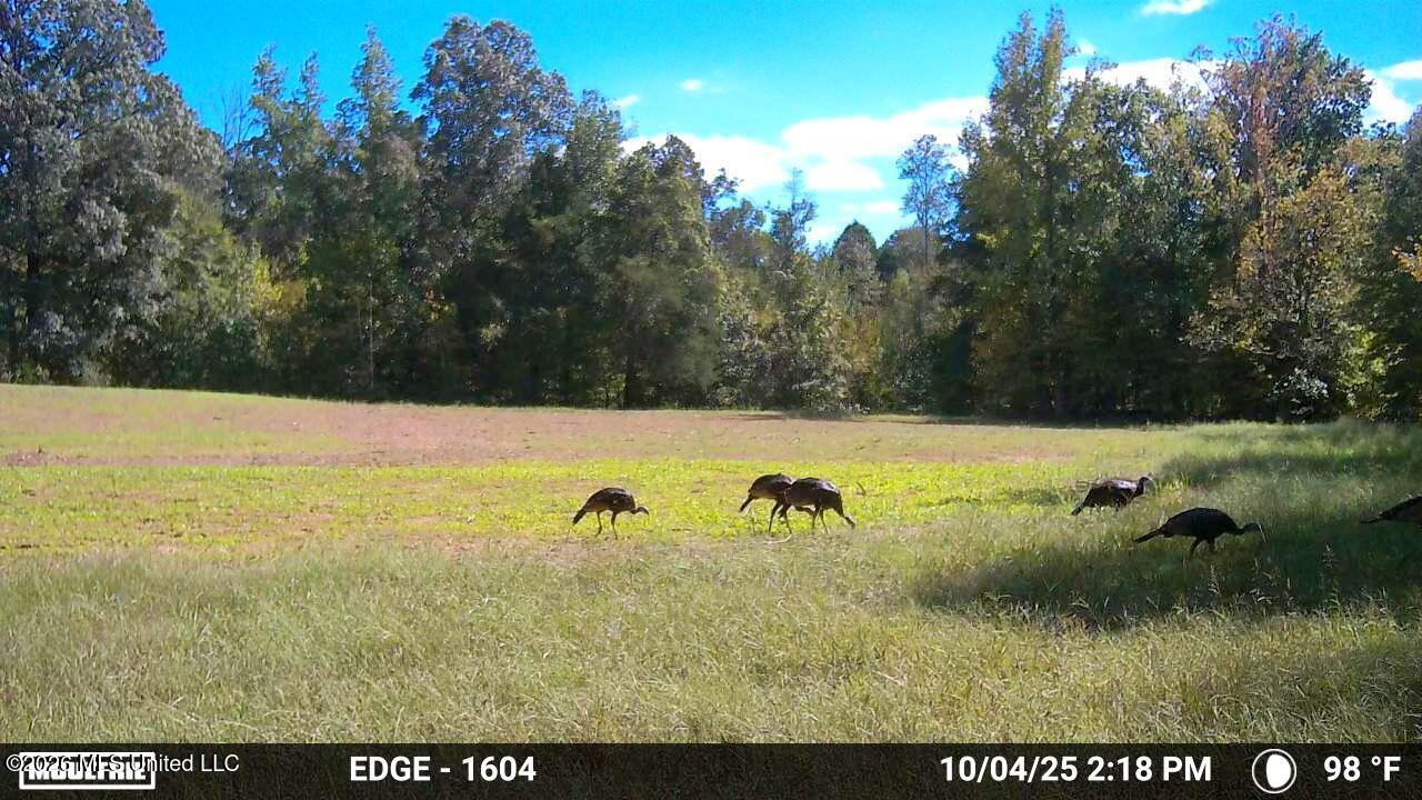 1765 Chapel Town Road Courtland, MS 38620 - Photo 135 of 135 image639240156929885830