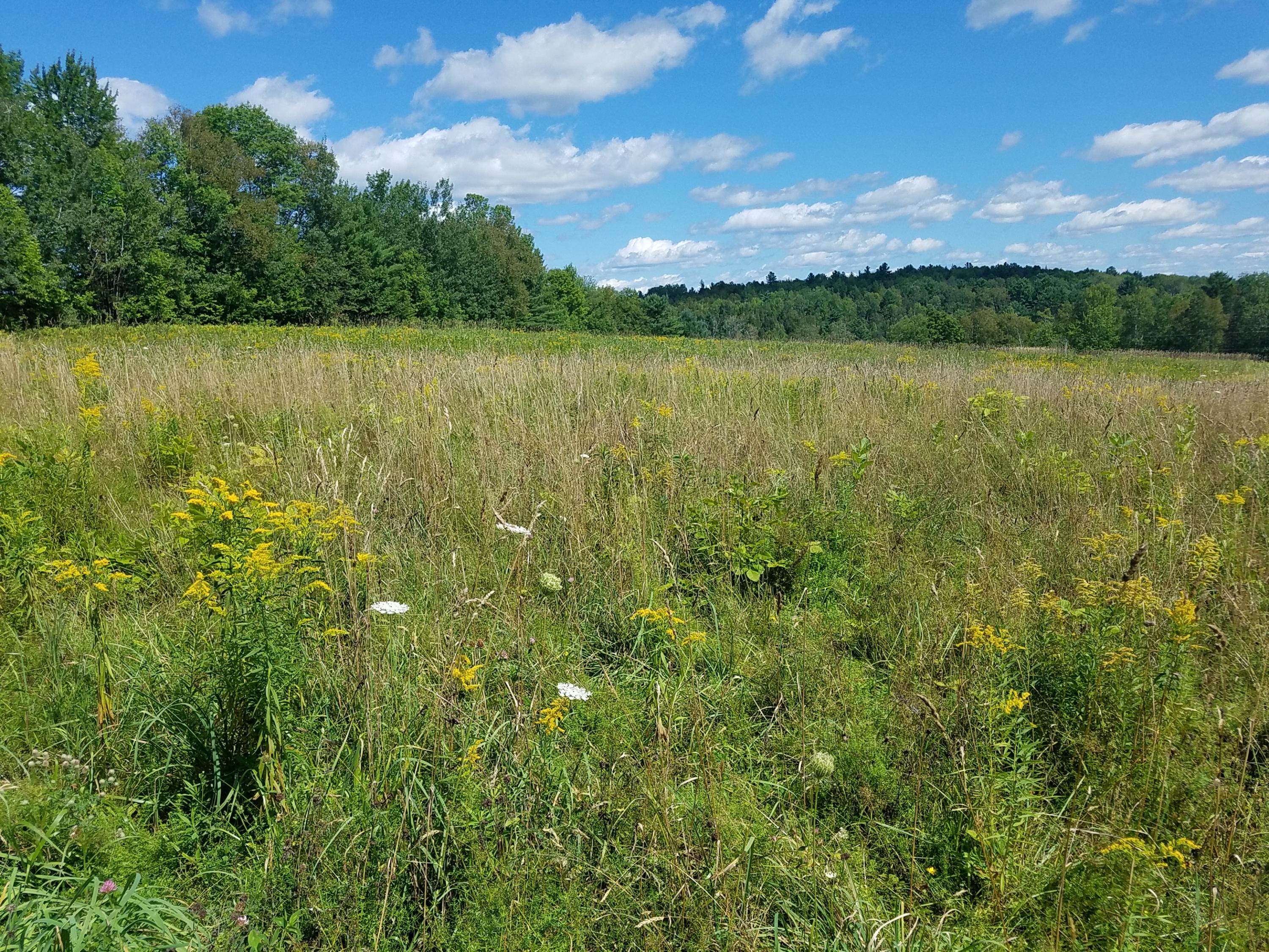 Lot 20 Holmes Road Dover-Foxcroft, ME 04426 - Photo 2 of 18 20190823_131421
