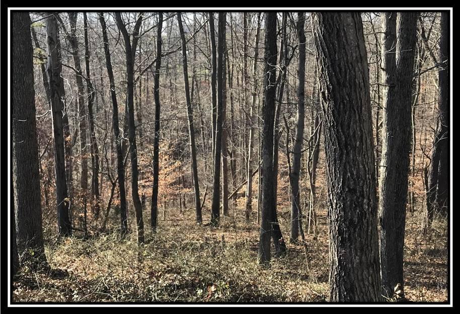 1848 Orpheus Road Thurman, OH 45685 - Photo 14 of 22