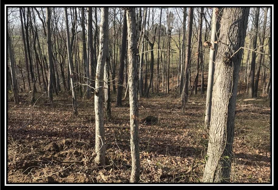 1848 Orpheus Road Thurman, OH 45685 - Photo 19 of 22
