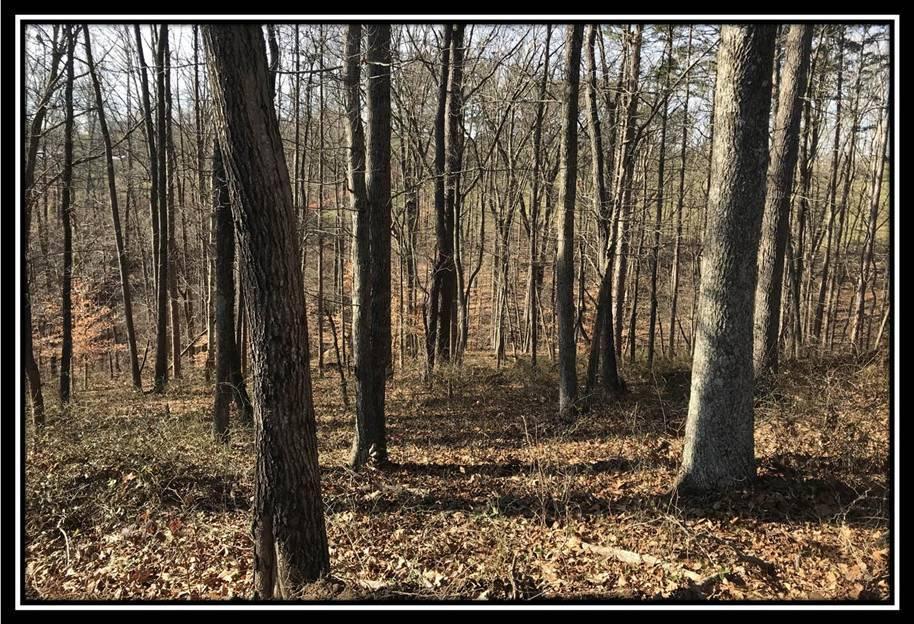 1848 Orpheus Road Thurman, OH 45685 - Photo 2 of 22