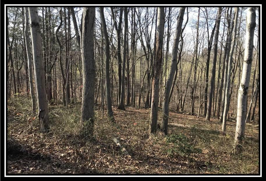 1848 Orpheus Road Thurman, OH 45685 - Photo 4 of 22