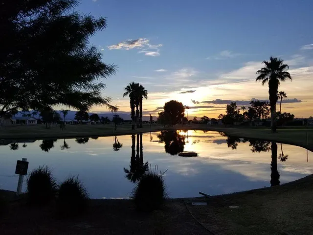 a view of a palm tree with a yard