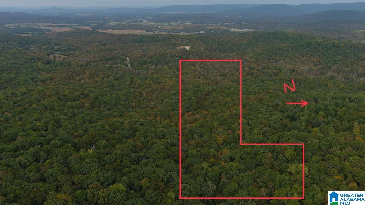 0 Cathedral Caverns Road Woodville, AL 35776 - Photo 13 of 14