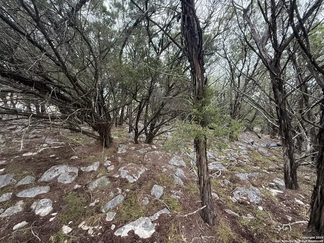a view of a forest with trees in the background