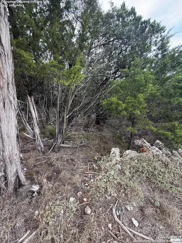 a view of a dry yard with trees