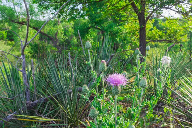 $275,000 | 258 Carroll Creek, Howardwick, TX 79226