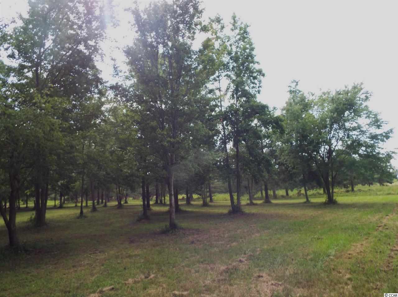Lot 1 Red Bluff Road Loris, SC 29569 - Photo 3 of 7 Gallery Image 3