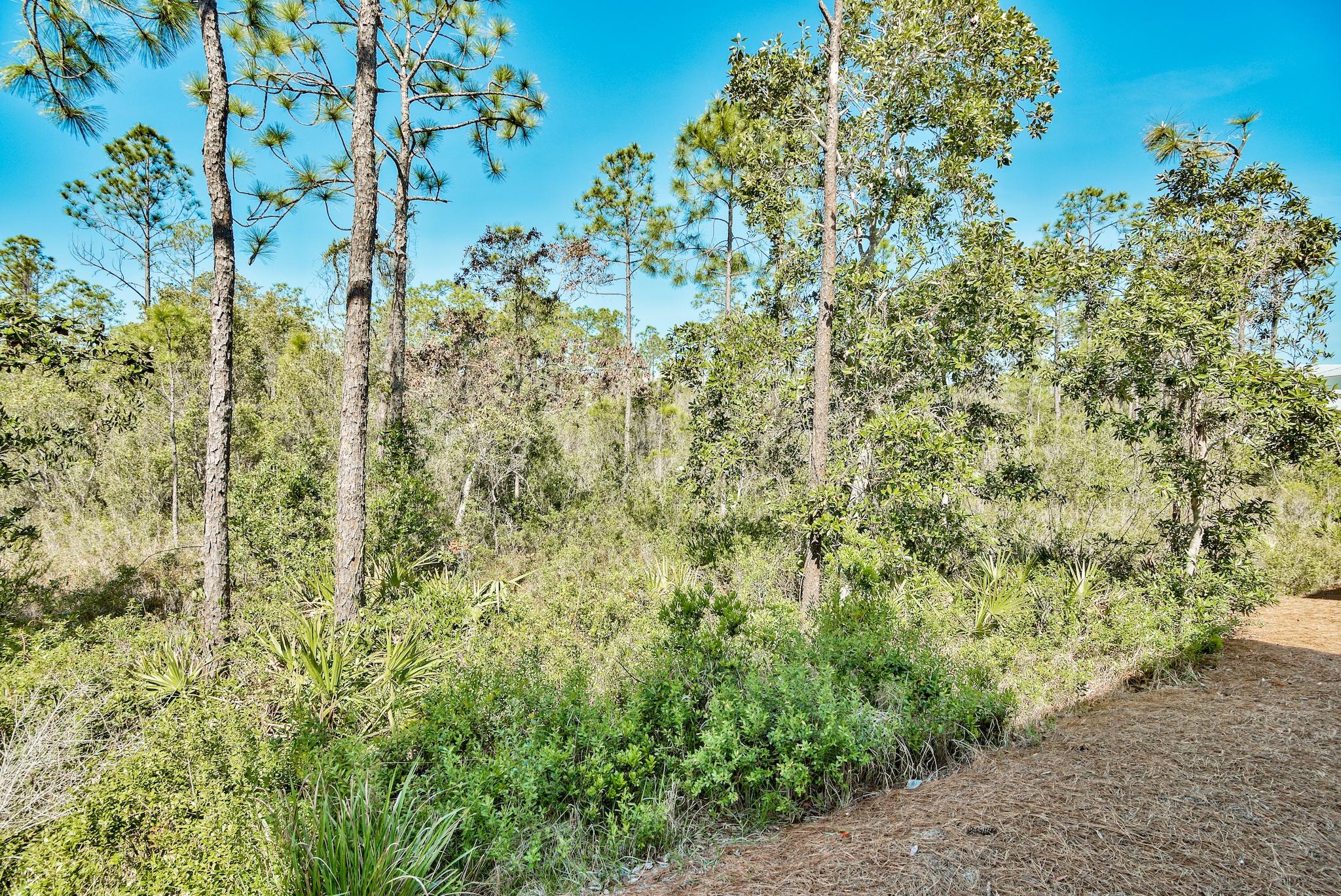 103 Flatwoods Forest Loop Santa Rosa Beach, FL 32459 - Photo 2 of 2 a view of a forest with a tree