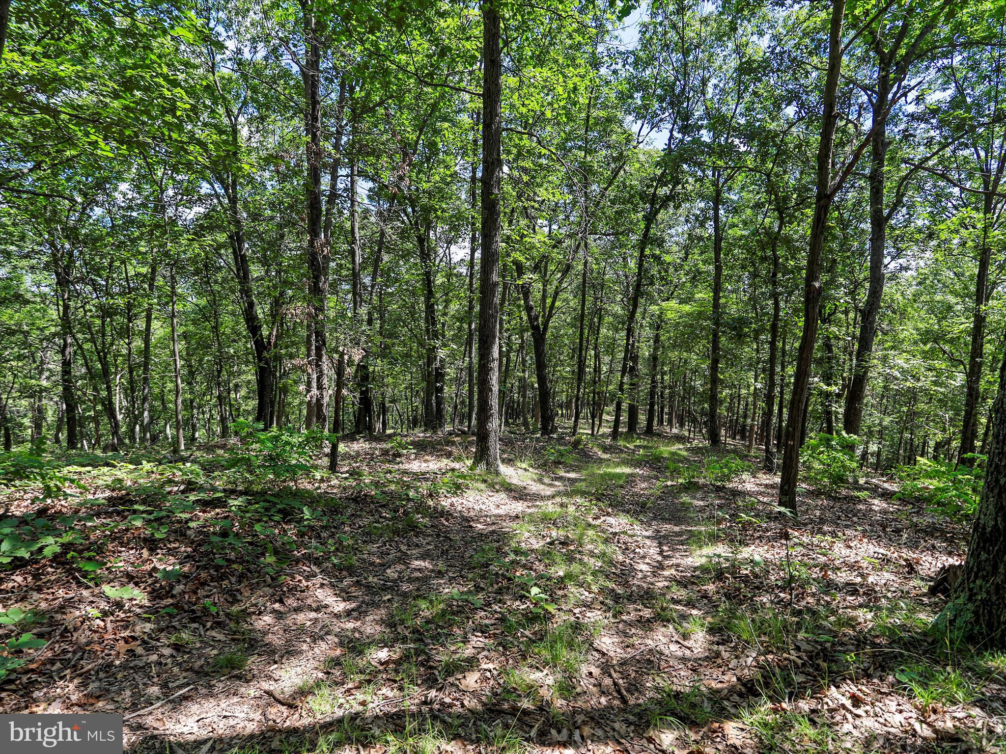 2180 Old Smith Farm Road Springfield, WV 26763 - Photo 18 of 24 a big yard with lots of green space and deers