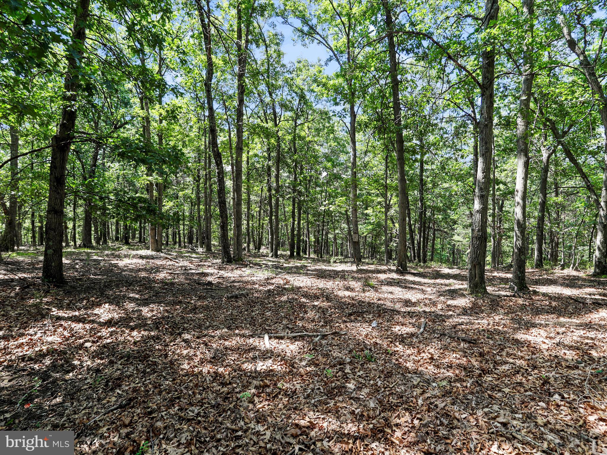 2180 Old Smith Farm Road Springfield, WV 26763 - Photo 21 of 24 a view of a forest with trees in the background